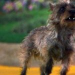 Mengapa Toto Si Anjing Dibayar Lebih Banyak Uang Dibandingkan Beberapa Aktor Manusia Untuk The Wizard Of Oz