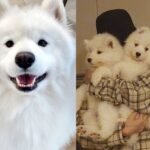 Kekhawatiran Bioetika muncul di tengah kontroversi seputar Kloning Anjingnya yang Telah Meninggal oleh YouTuber Korea