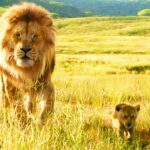 The Lion King World Berekspansi Melampaui Pridelands Untuk Lokasi Bersalju Dalam Trailer Teaser Mufasa Yang Ditampilkan Di CinemaCon